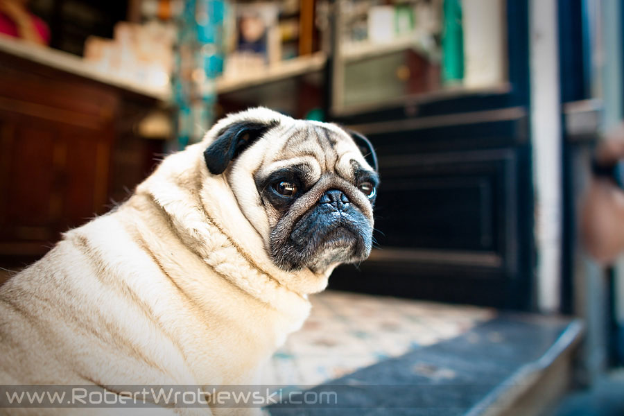 In Burges | Zdjęcia z Brugii