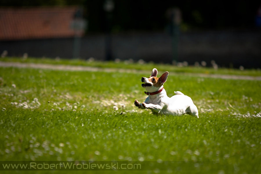 In Burges | Zdjęcia z Brugii