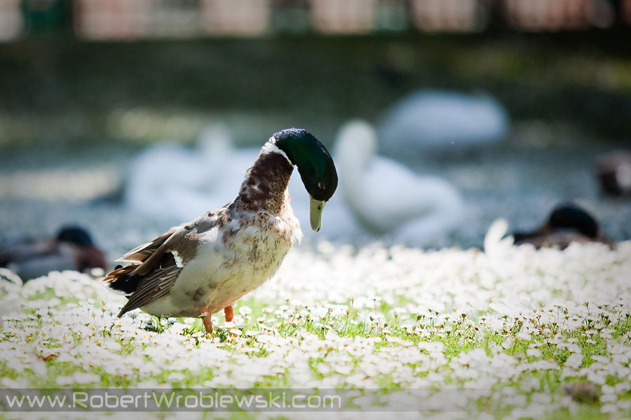 In Burges | Zdjęcia z Brugii