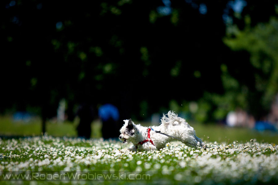 In Burges | Zdjęcia z Brugii